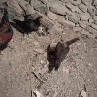 دو عدد مرغ|پرنده|مریوان, |دیوار