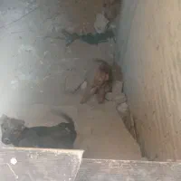 توله سگ|سگ|رباط‌کریم, شهرک صنعتی نصیرآباد|دیوار