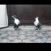 کبوتر رنگی کرباتی جفت فولادشهر|پرنده|لنجان, |دیوار