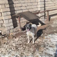 سگ گمشده|حیوانات|خرمدره, |دیوار