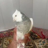 یه جفت کفتر شکلاتی والماسی|پرنده|لردگان, |دیوار