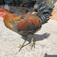 دوعددمرغ دوعددخروس محلی اصل