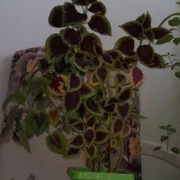 گل حسن یوسف