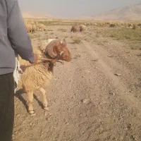 قوچ عربی داشتی