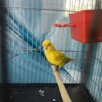 قناری ماده جفتی سهره