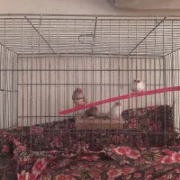 ۴ عدد فنچ نرو ماده کاملا سالم