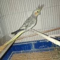عروس هلندی ماده