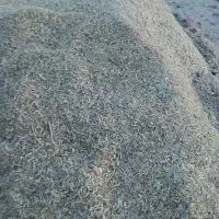 کنگر