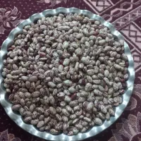 لوبیا چیتی|خوردنی و آشامیدنی|سراب, |دیوار