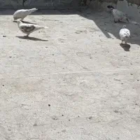 کفتر