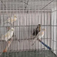 قناری ماده خوشرنگ و آماده