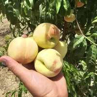 فروش چند عدد باغ