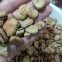 باقلا  خوش پخت باغی