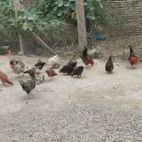 تعدادی مرغ 25تا