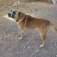 سگ نگهبان و گله|سگ|بیرجند, |دیوار