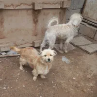 تعدادی سگ پاکوتاه