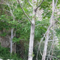 تهران ، باغ ، مشرف به رودخانه رندان