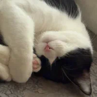 واگذاری گربه نر و ماده