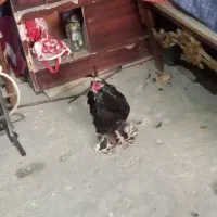 خروس