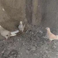 دم سفید|پرنده|فردوس (خراسان), |دیوار