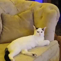 واگذاری رایگان گربه