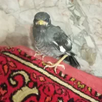 مینا|پرنده|مشهد, ایوان|دیوار