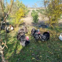 بوقلمون برنز آمریکایی اصل|حیوانات مزرعه|نکا, |دیوار