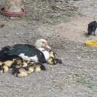 جوجه اردک اسرائیلی