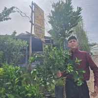 نهال نارنج،پرتغال،نارنگی،لیمو،کامکوات