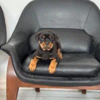 سگ های گارد و نگهبان