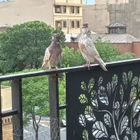 یک جفت کفتر گرگی