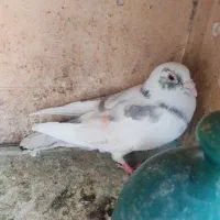 کفتر آلمانی شهرستانی|پرنده|تهران, یافتآباد|دیوار