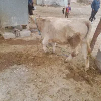 گوسال شاروله اصل ۵ماهه|حیوانات مزرعه|خدا آفرین, |دیوار