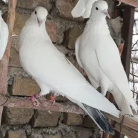 کبوتر...