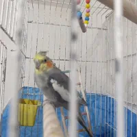 عروس هلندی|پرنده|کاشان, فاز ۲ ناجی آباد|دیوار