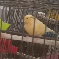 فروش قناری زرد مست بشرط