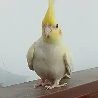 هلندی لوتینو با دو جوجه با کیفیت