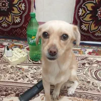 یک سگ پیداکردم|سگ|گرگان, |دیوار