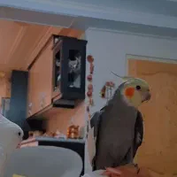 عروس هلندی سینامون|پرنده|تهران, هفده شهریور|دیوار