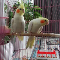 یک جفت عروس هلندی نروماده نژاد لوتینو|پرنده|کوهدشت, |دیوار