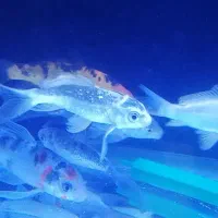 ماهی کوی سوپرباله|ماهی|اراک, |دیوار