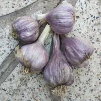 سیر شهداد