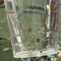 ماهی آکواریوم کوپی و گوپی و سواتل یا دم شمشیری|ماهی|قم, شهرک امام حسین|دیوار