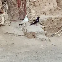 کبوتر|پرنده|سراوان, |دیوار