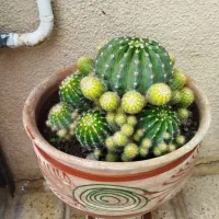 تعدادی گل و کاکتوس