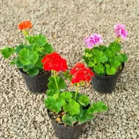 گل شمعدونی همه رنگ