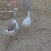 غاز تخم گذار|حیوانات مزرعه|بهشهر, |دیوار