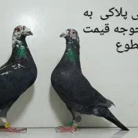 20عدد کبوتر ماده سوسکی بزک و ماده سار