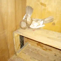 کبوتر سینه ای