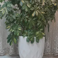 گلدان با گیاه شفلرا